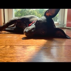 Meet your Posher, Tan